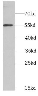 POLG2 Antibody - BSA Free