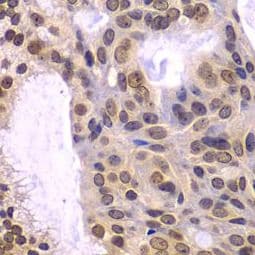 POLD3 Antibody - BSA Free