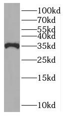PNO1 Antibody - BSA Free