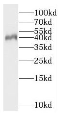 PNMA2 Antibody - BSA Free