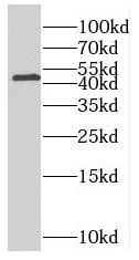 PNCK Antibody - BSA Free