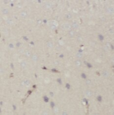 PMCA2 Antibody - BSA Free