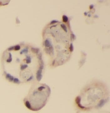 PM20D2 Antibody - BSA Free