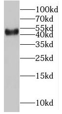 PM20D2 Antibody - BSA Free