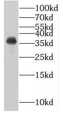 PLSCR4 Antibody - BSA Free
