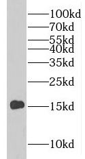 PLP2 Antibody - BSA Free