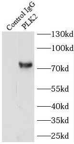 PLK2 Antibody - BSA Free