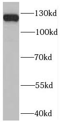 PLEKHH2 Antibody - BSA Free