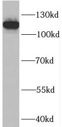 PLEKHG5 Antibody - BSA Free