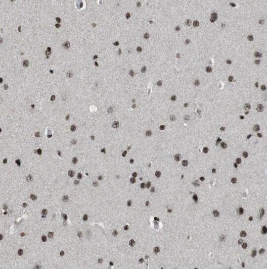 APPD Antibody - BSA Free