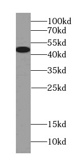 PLEKHB1/PHR1 Antibody - BSA Free