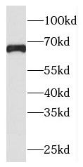 PLEKHA9 Antibody - BSA Free