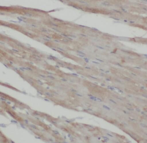 Pleckstrin-2 Antibody - BSA Free