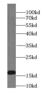 Plasmolipin Antibody - BSA Free