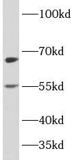PLAGL2 Antibody - BSA Free