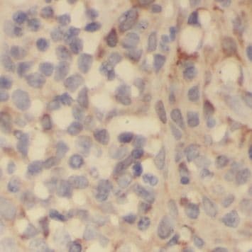 PLAC8 Antibody - BSA Free