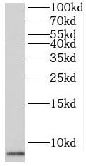 PKIG Antibody - BSA Free