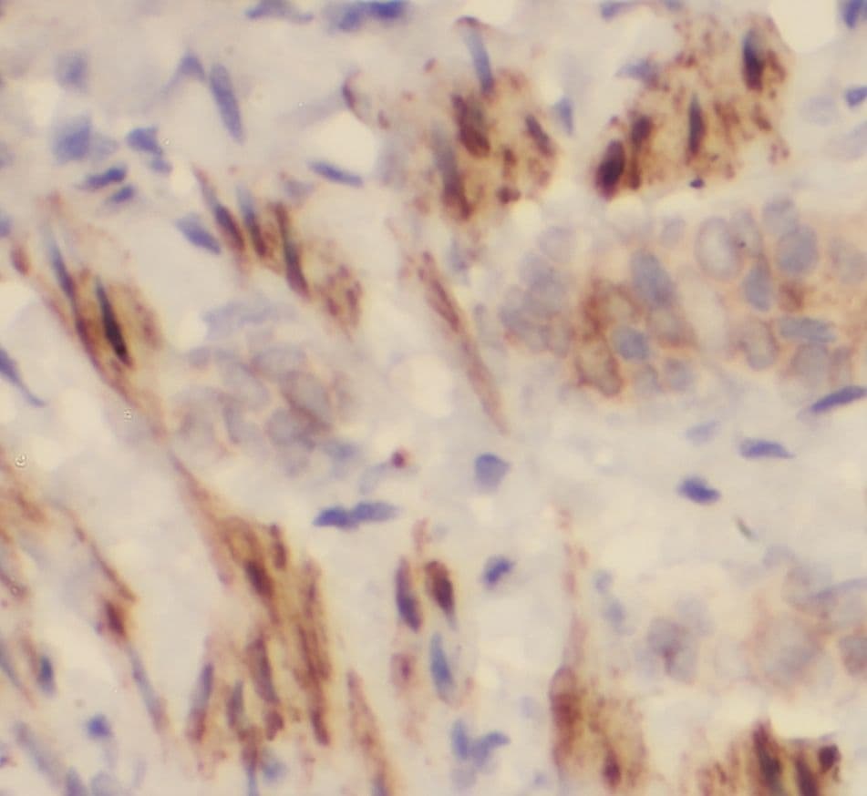 PITPN Antibody - BSA Free