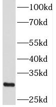 PIPPIN Antibody - BSA Free