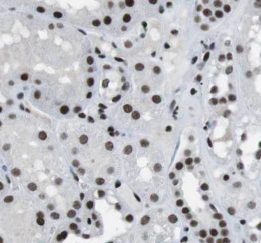 PIPPIN Antibody - BSA Free