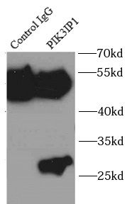 PIK3IP1 Antibody - BSA Free