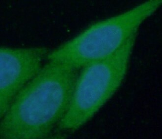 PIGZ Antibody - BSA Free