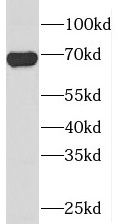 PIGS Antibody - BSA Free