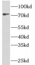 PIGO Antibody - BSA Free