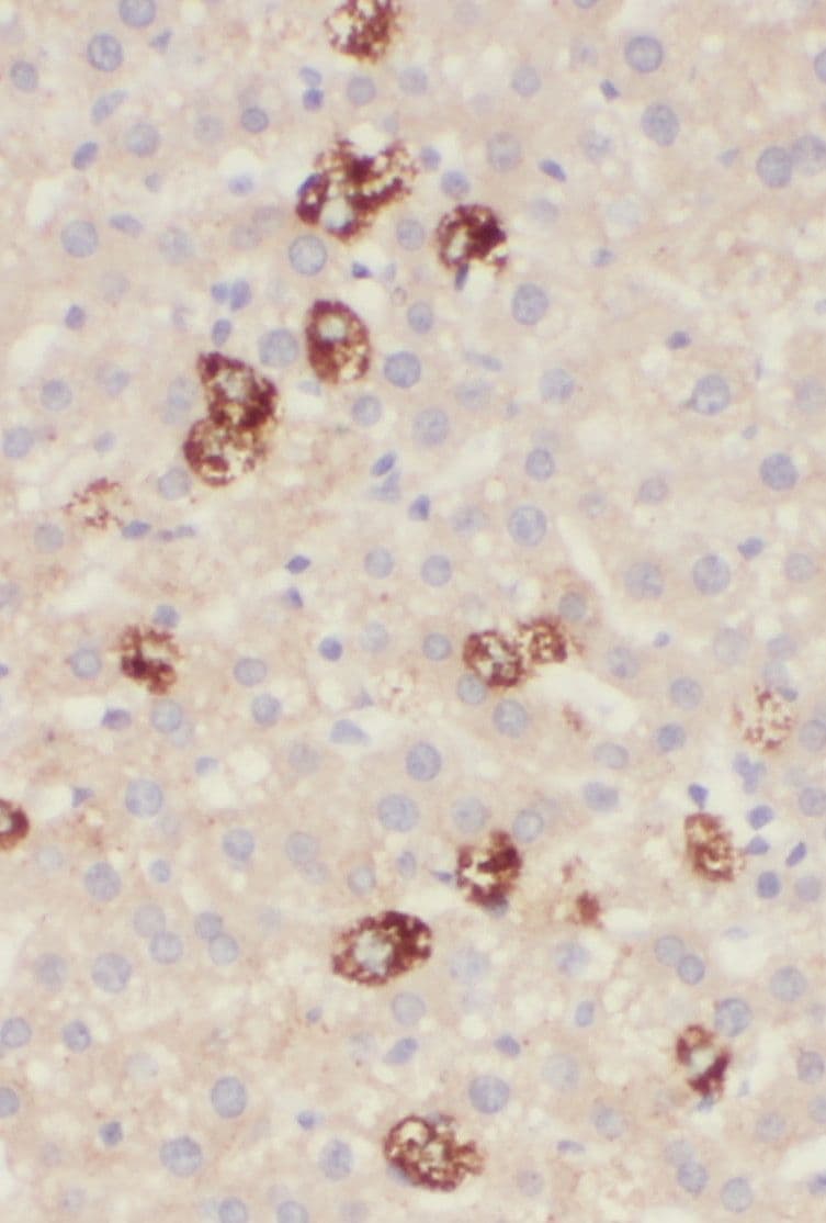 PIGO Antibody - BSA Free