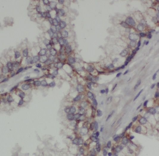 PIGB Antibody - BSA Free