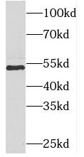 PIGB Antibody - BSA Free