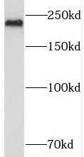 PIK4CA Antibody - BSA Free