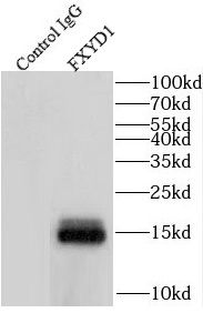 Phospholemman Antibody - BSA Free