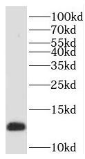 Phospholemman Antibody - BSA Free