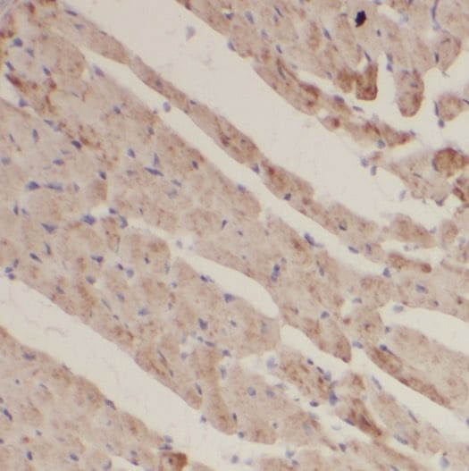 Phospholemman Antibody - BSA Free