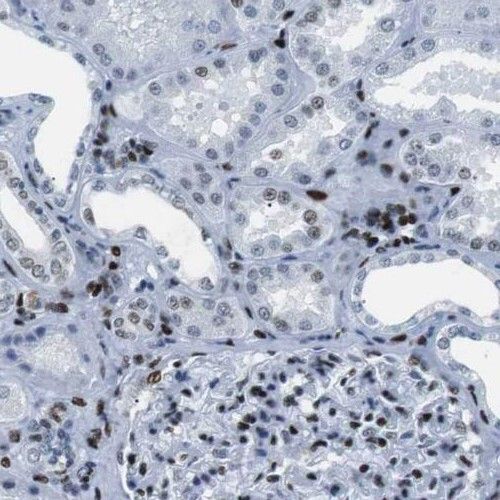 PHF14 Antibody - BSA Free