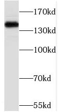 PHF14 Antibody - BSA Free