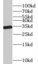 PGPase Antibody - BSA Free