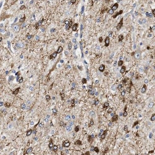 PGM2L1 Antibody - BSA Free