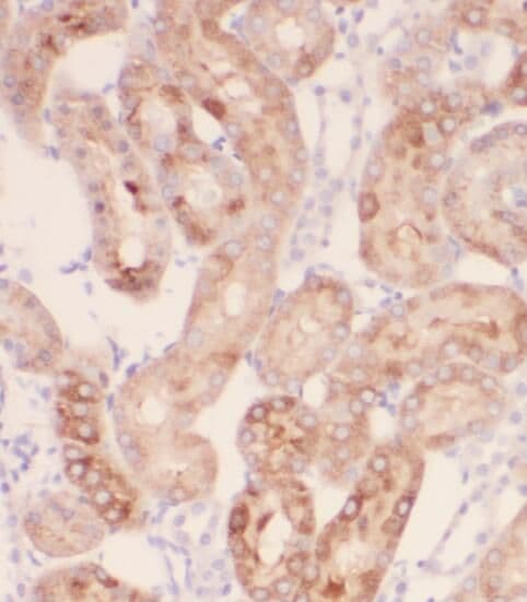 PEX11G Antibody - BSA Free