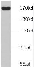 APRIN Antibody - BSA Free