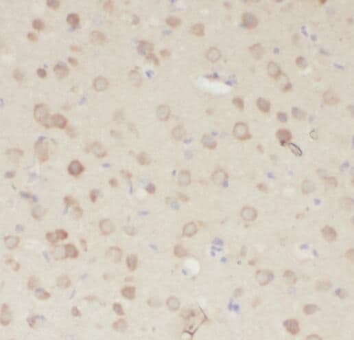 PDE7B Antibody - BSA Free