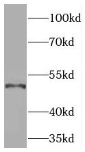PDE7B Antibody - BSA Free