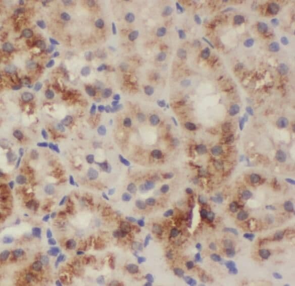 PDCL2 Antibody - BSA Free