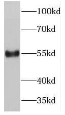 PDCD7 Antibody - BSA Free