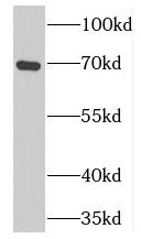 Proprotein Convertase 7/PCSK7 Antibody - BSA Free