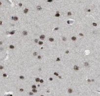 IQM1 Antibody - BSA Free