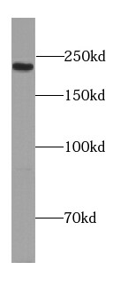 PCNXL2 Antibody - BSA Free