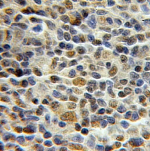 PCNP Antibody - BSA Free