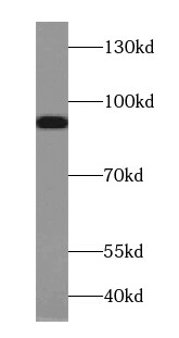 PCDHGB3 Antibody - BSA Free
